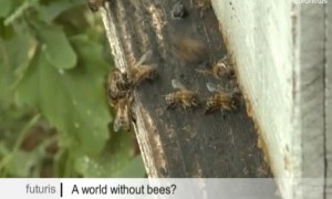 Film über das Bienensterben